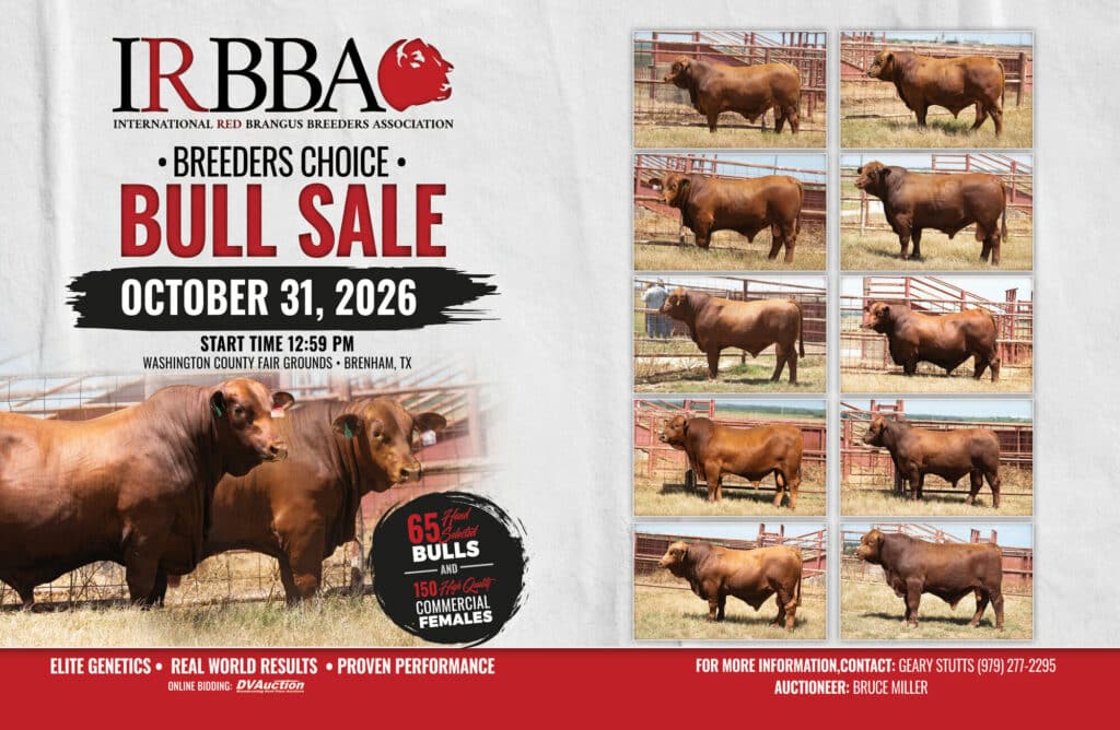 IRBBA Breeders Choice Bull Sale flyer. October 31 2026, 12:59 PM, Washington County Fair Grounds, Brenham TX. 65 selected bulls and 150 commercial females.
